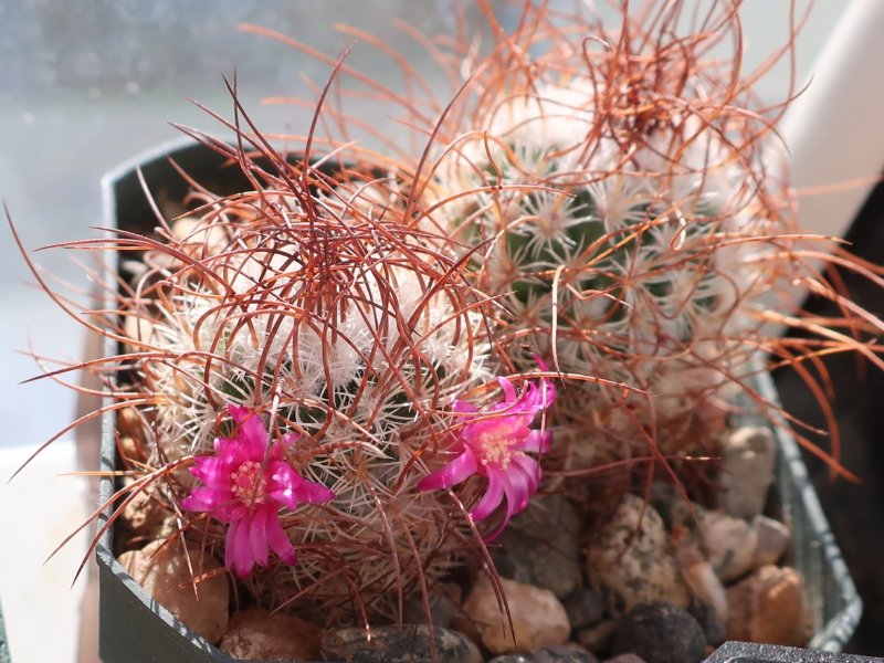 Mammillaria huitzilopochtli