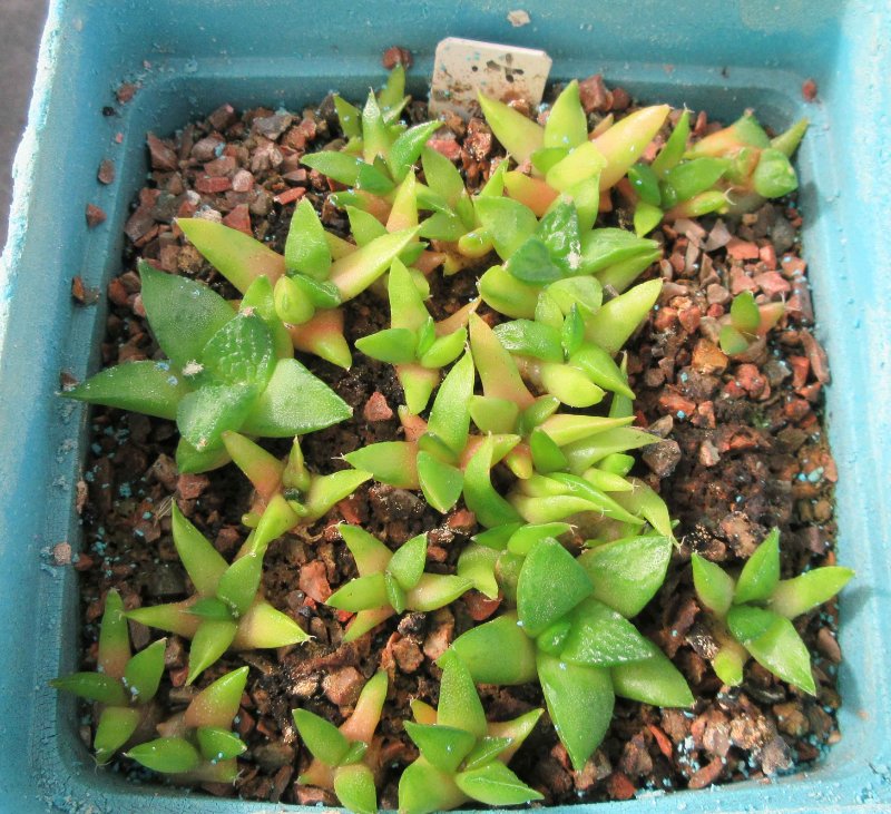 Etiolated fissuratus seedlings