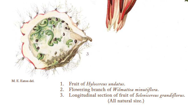 S grandiflorus seed germ inside fruit.PNG