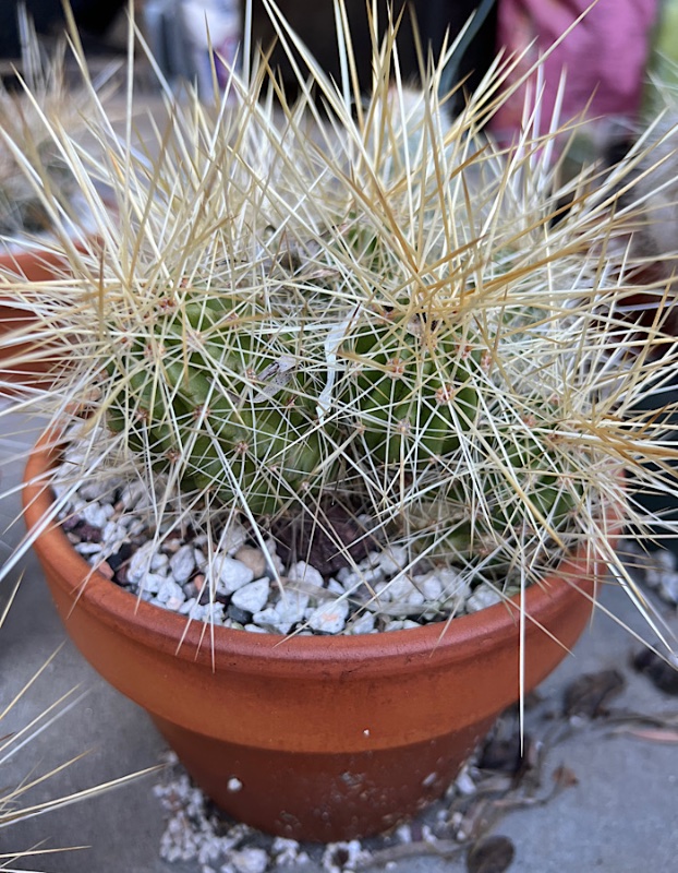 Echinocereus