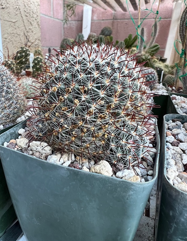 Mammillaria Painteri