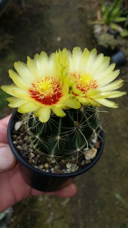 Hamatocactus setispinus