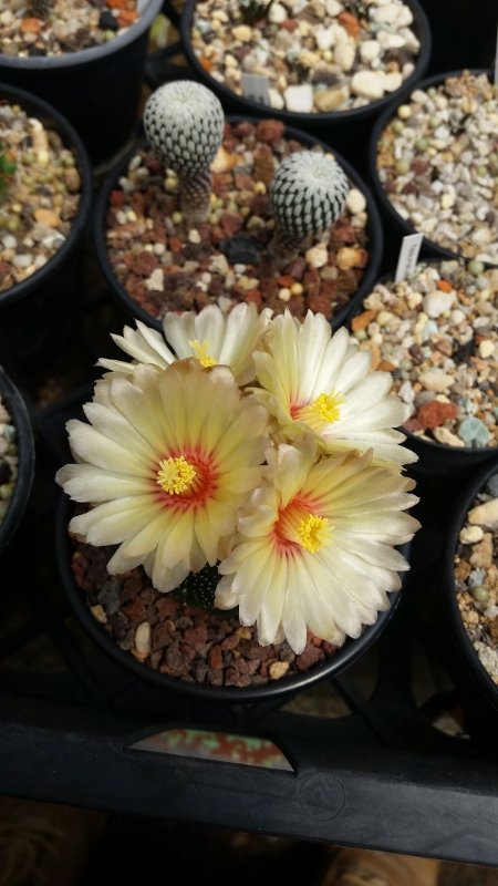 Astrophytum asterias TX