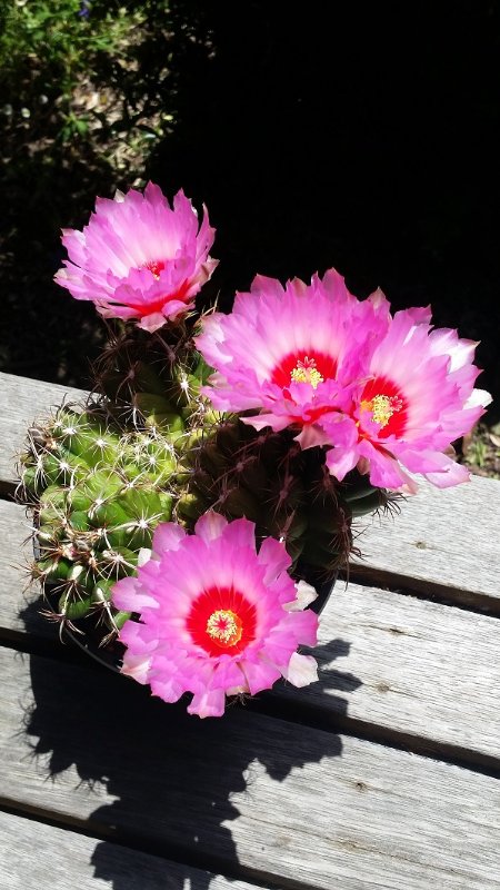 Thelocactus bicolor