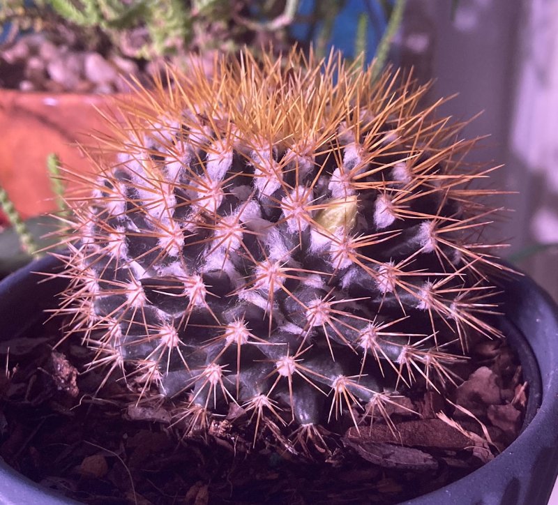 Mammillaria 1a.jpg