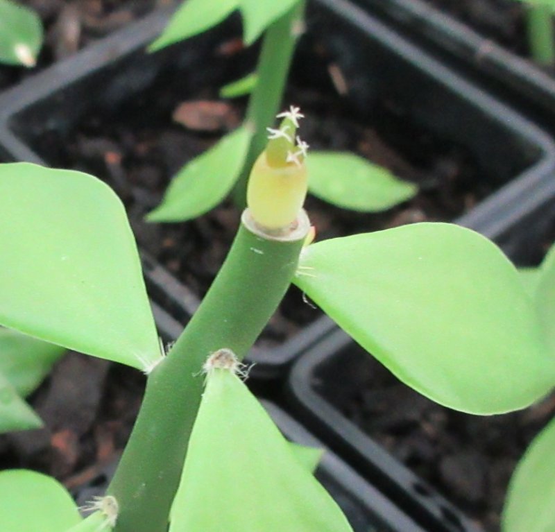 A. retusus v furfuraceus cv Suguri cauliflower