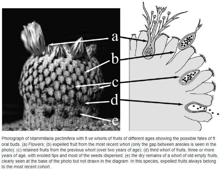 M.pectinifera.png