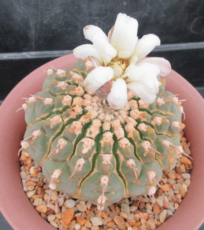 Gymnocalycium vatteri