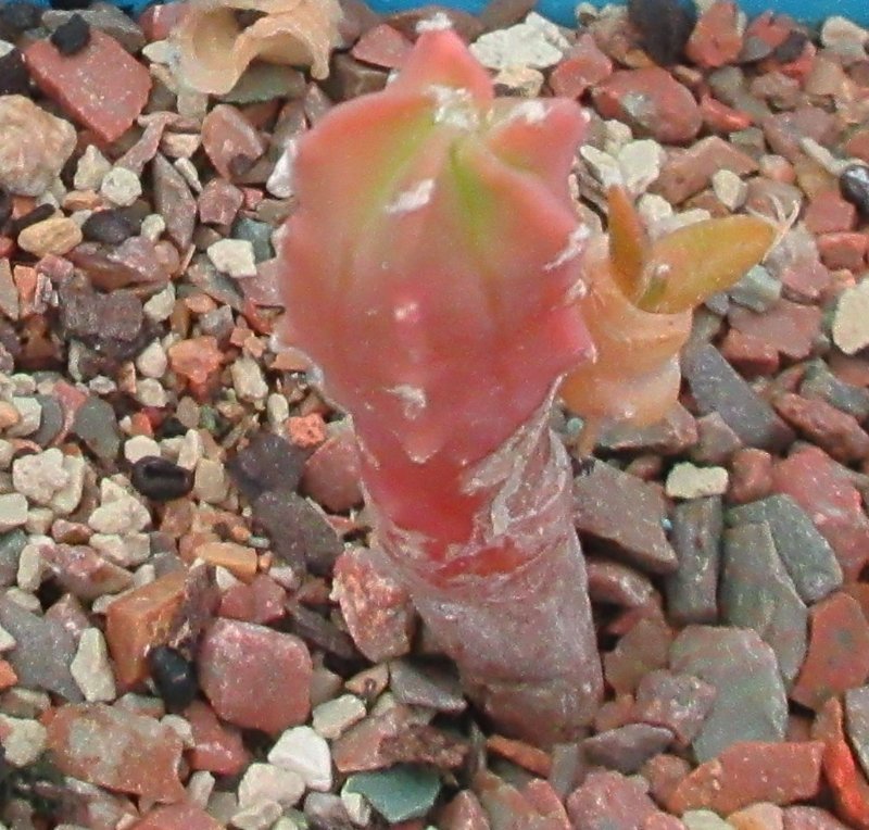 Fused A. myriostigma and A. retusus