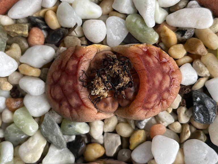 Double Flower Lithops