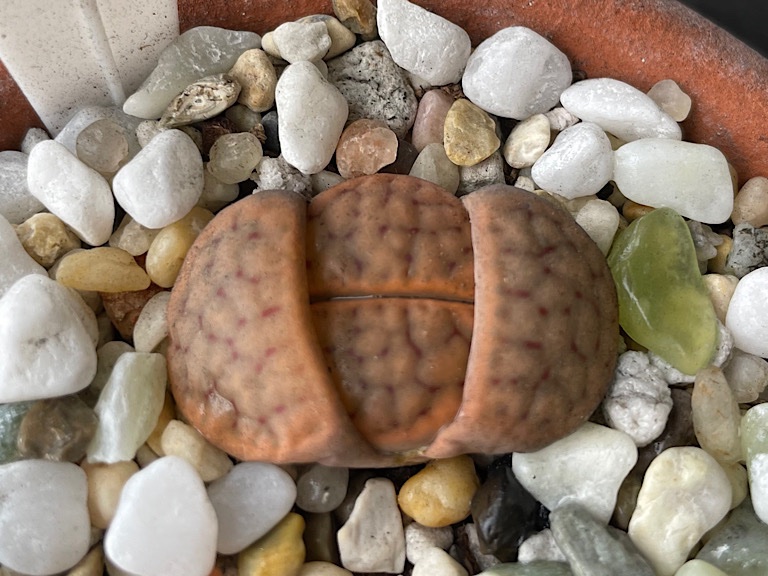 No Flower / Splitting Lithops 1