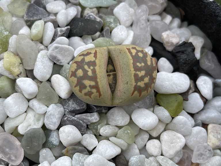 No Flower / Splitting Lithops 2