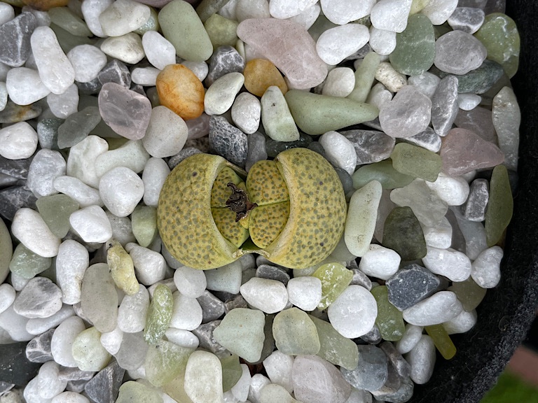 Splitting Green Lithops with Twins