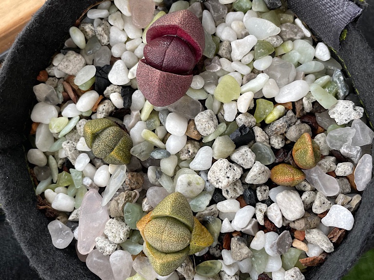 Various Pleiospilos in a Single Pot