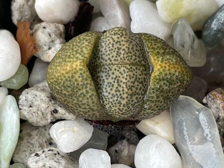 Green Pleiospilos 1