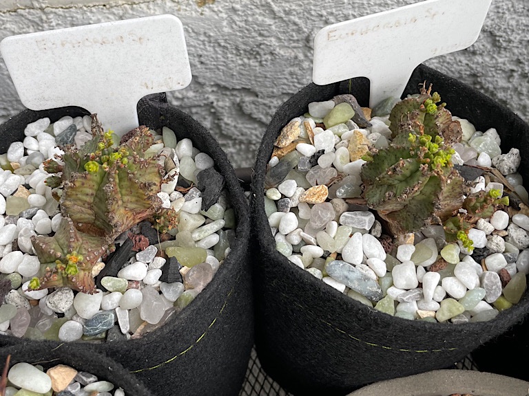 Euphorbia Hybrids in Bloom