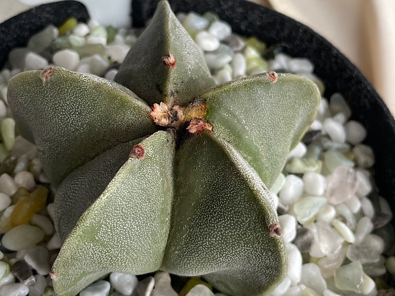 Astrophytum Post-treatment