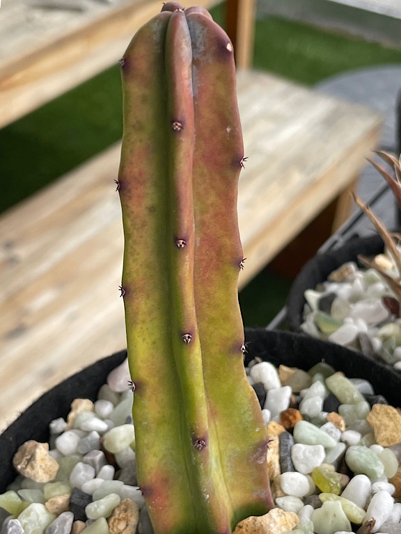 Myrtillocactus - Side Directly Facing Southern Sun Exposure