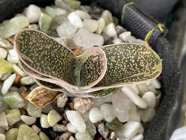 Gasteria - The Side Closest to the Sun is Not Looking So Great