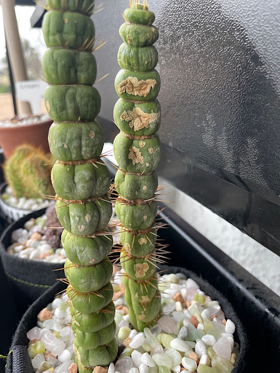 Corking on Dehydrated Unicorn Cactus 1