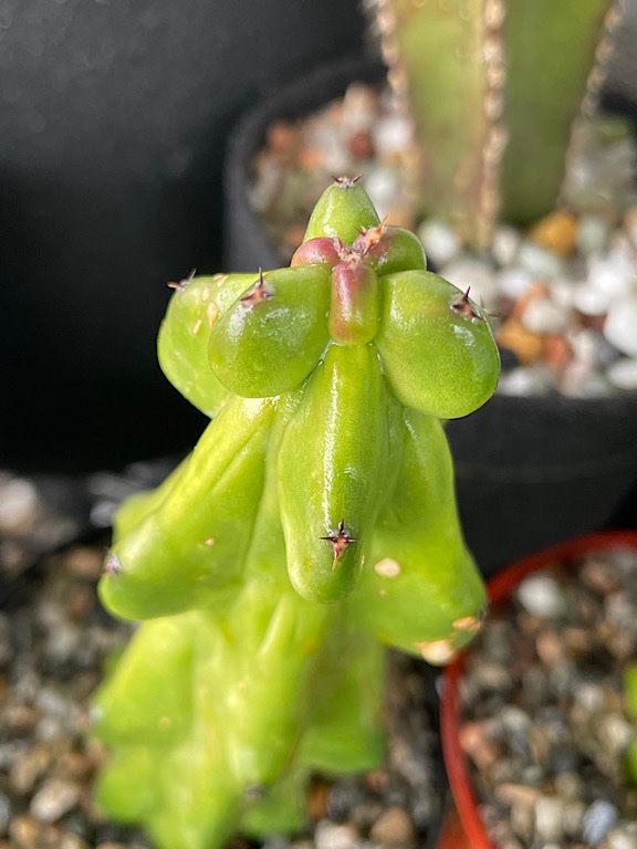 New Growth is Red on 1 of 2 Boobie Cacti