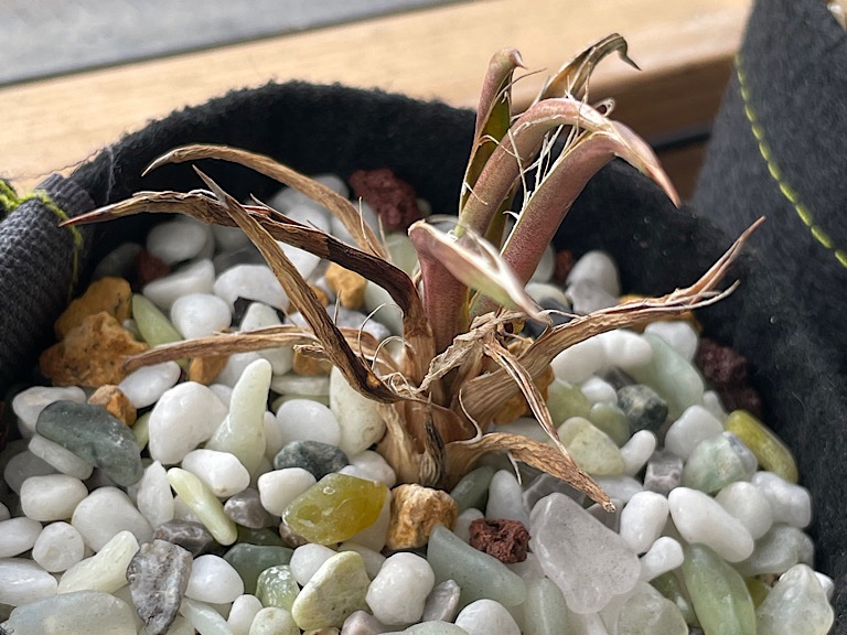 Dying Unknown Succulent