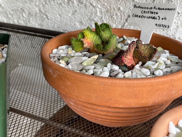 Crested Euphorbia Discoloration