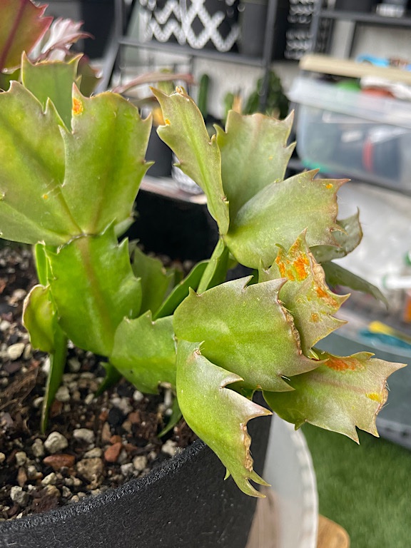 Christmas Cactus Rust 1