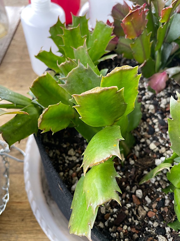 Christmas Cactus Rust 3