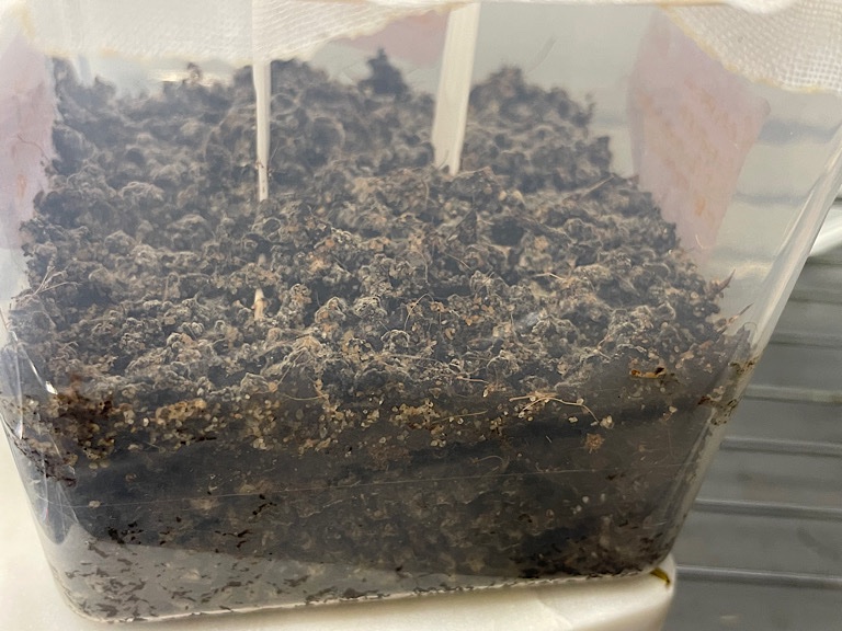 Contaminated Seedling Container 3