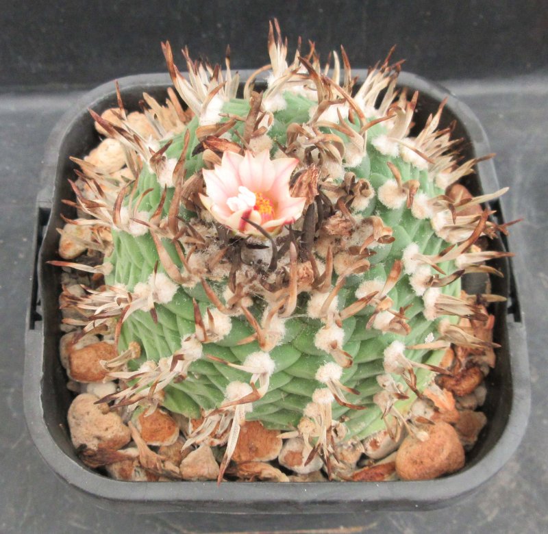 Turbinicarpus schmiedickeanus v schwarzii