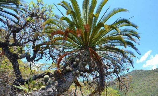 mamm on cycad.JPG