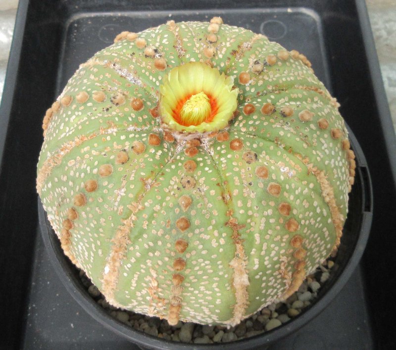 A. asterias