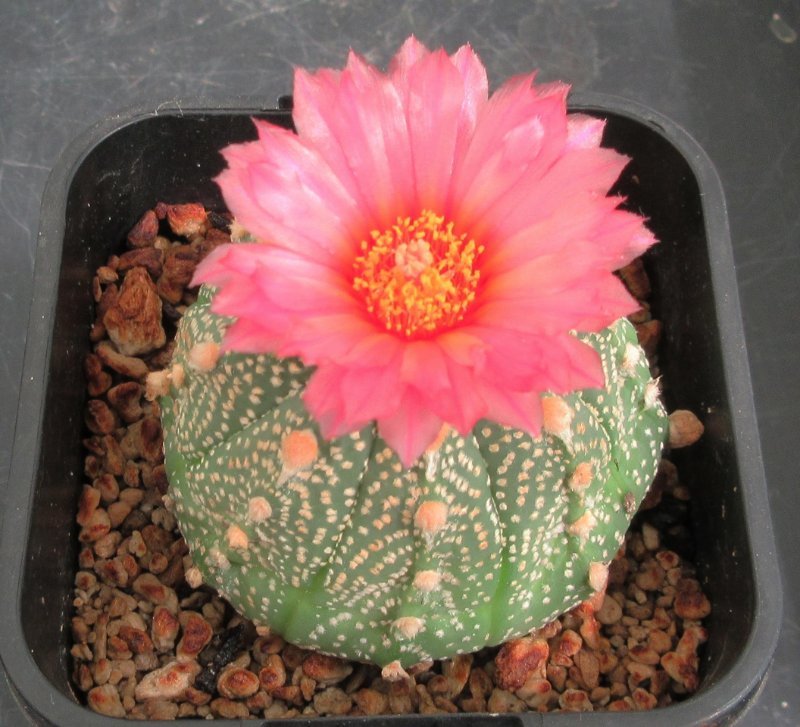 A. hybrid, capricone x red flowering asterias