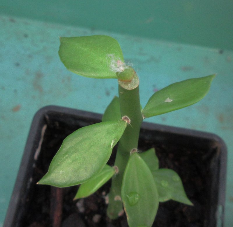 Grafted tubercle, Rimacactus laui