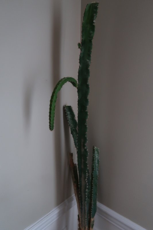 Cactus14.jpg