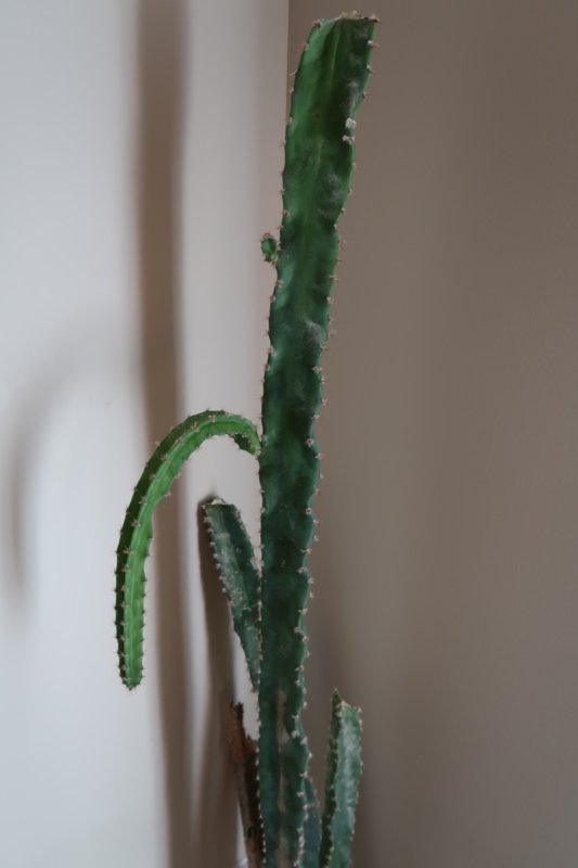 Cactus19.jpg