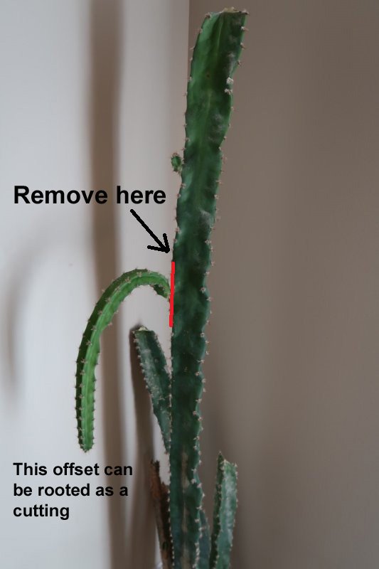 Cactus19.jpg