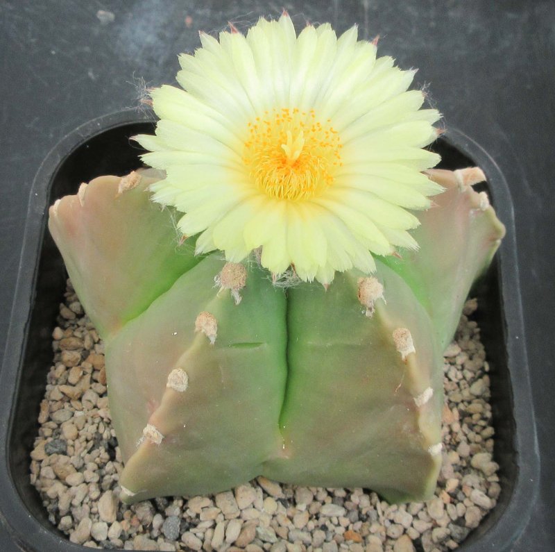 A. myriostigma v nudum