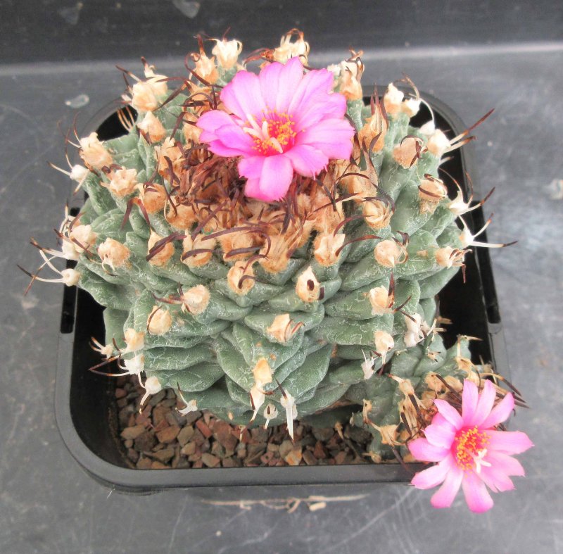 Turbinicarpus alonsoi