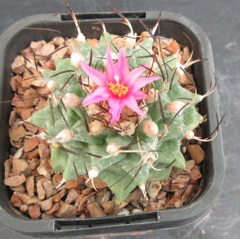 Turbinicarpus alonsoi