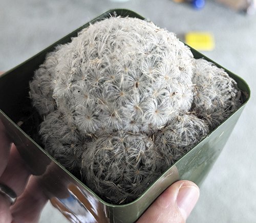 Mammilaria.jpg