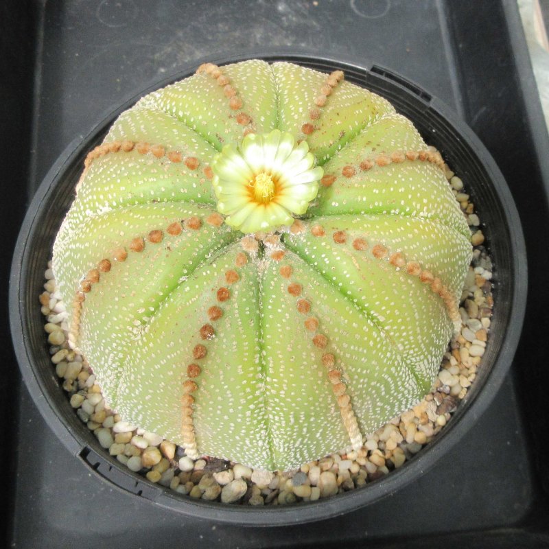 A. asterias