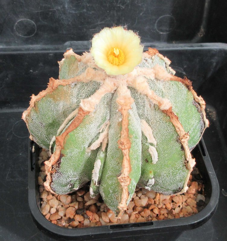 A. hybrid, hakujo fukuryu banjyaku