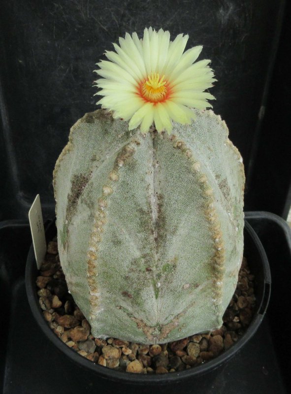 A. coahuilense