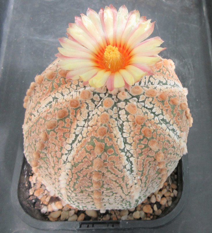 Astrophytum asterias cv super kabuto