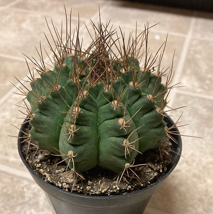 Gymnocalycium 1a.jpg