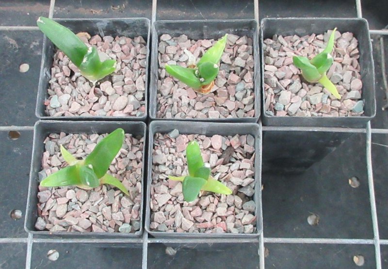 A. retusus v furfuraceus cv Suguri cauliflower