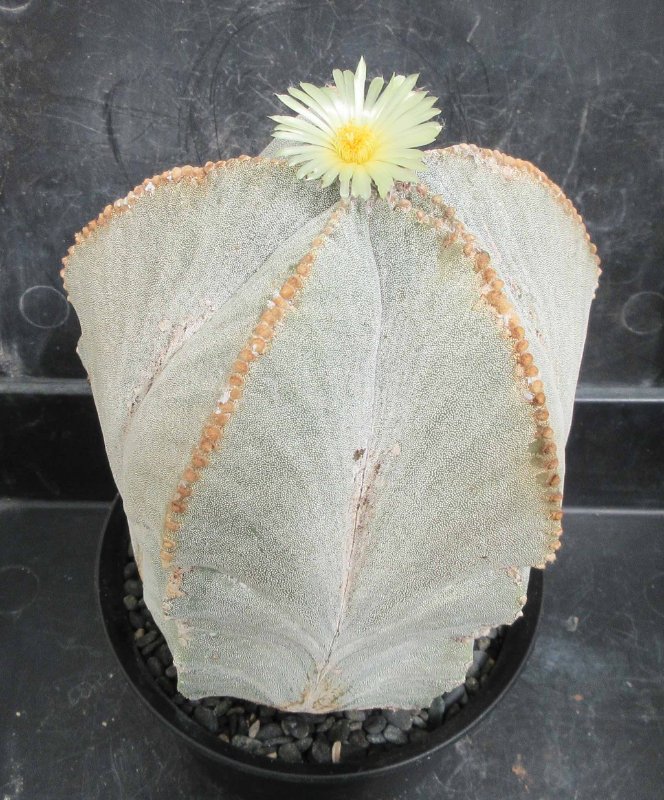 A. myriostigma