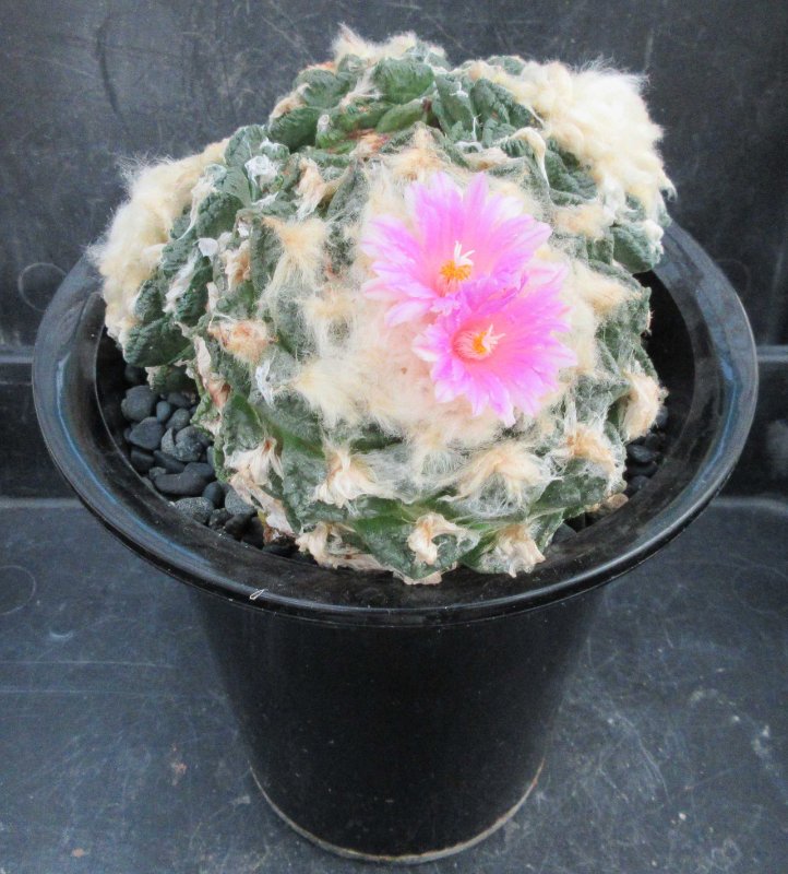 Ariocarpus fissuratus f Big Bend